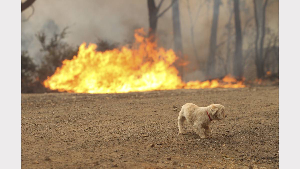 Seguridad ante Incendios Forestales para Mascotas