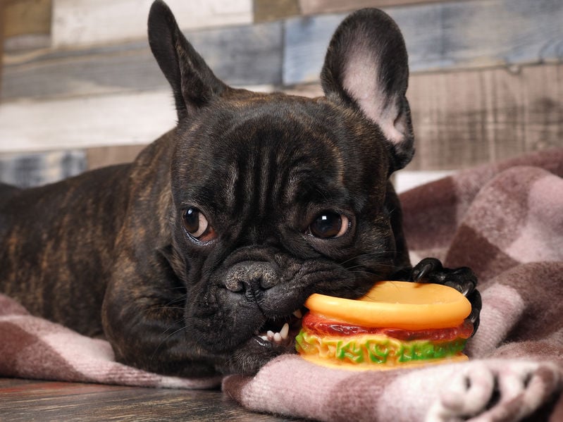 Five tips to stop puppies from biting