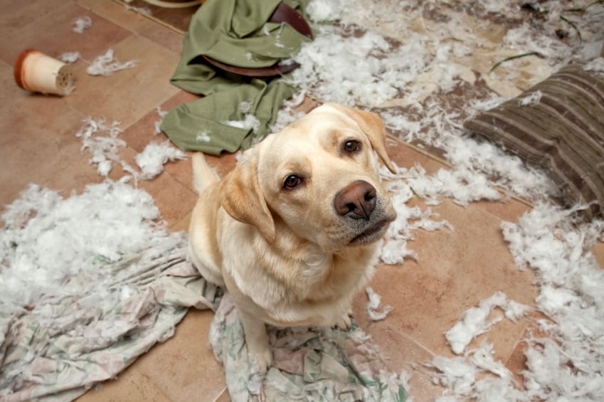 ¿Por qué los perros muerden su cama?