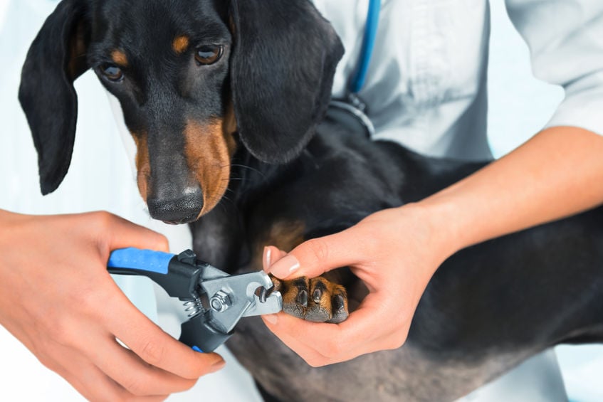 The stress-free way to trim your dog’s nails