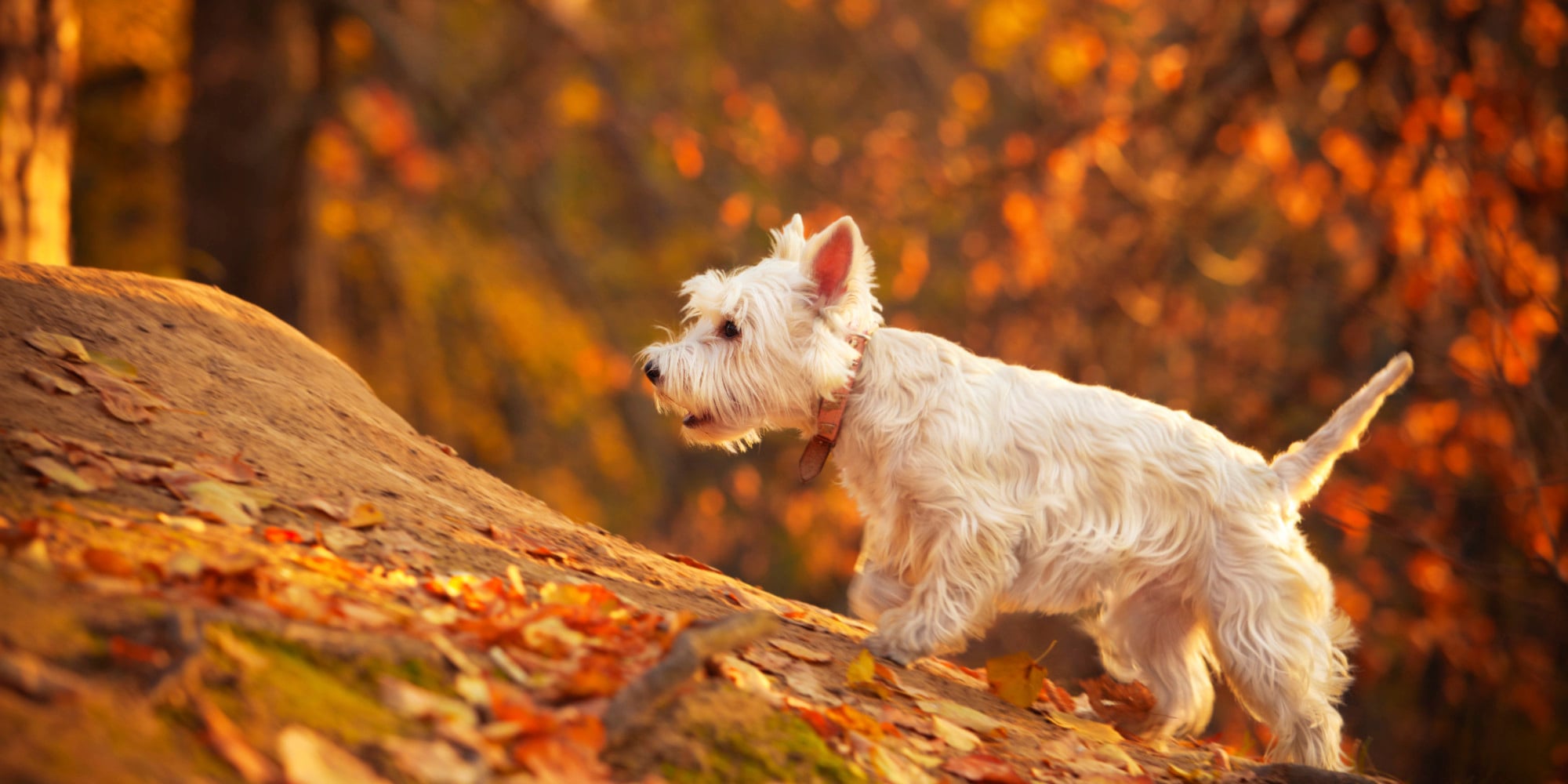 14 cosas que hacer para preparar a tu perro para el otoño