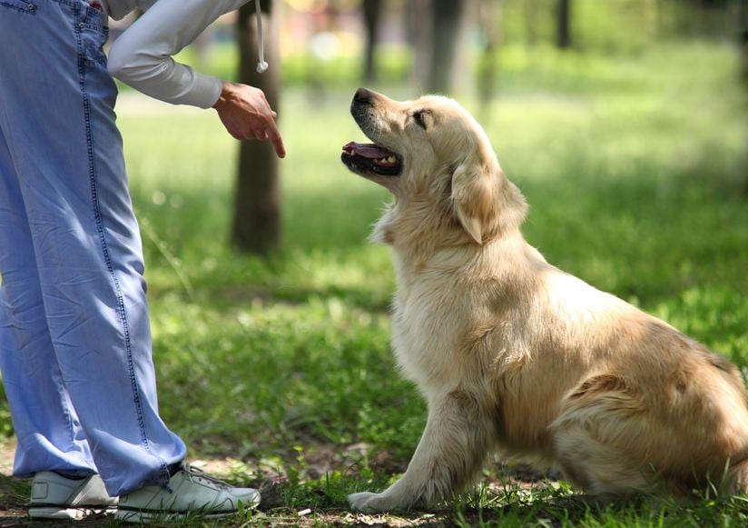 Tips for setting boundaries with your dog