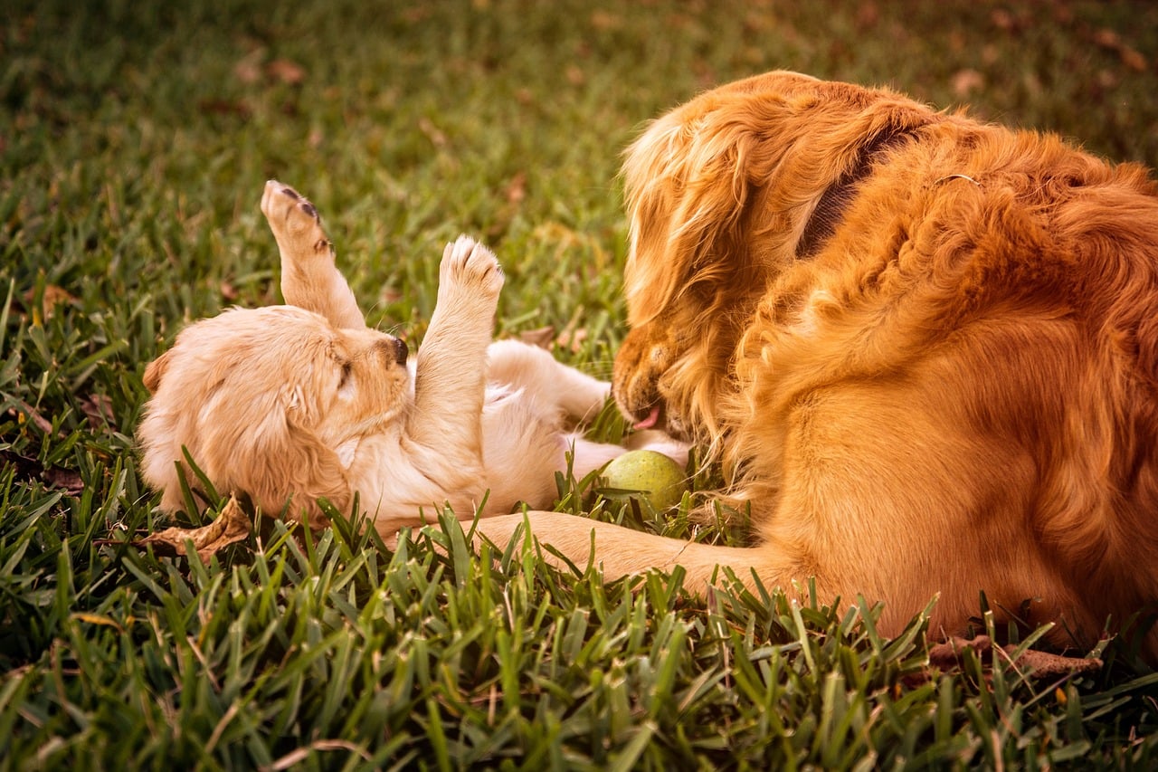 Golden Retrievers: Blessed With Great Genetics