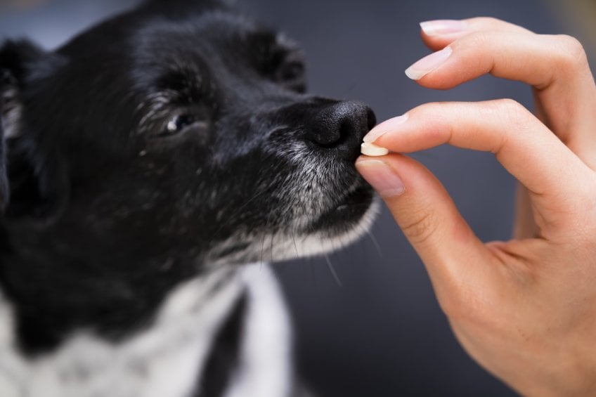 Top 5 Methods for Fighting Ticks and Fleas