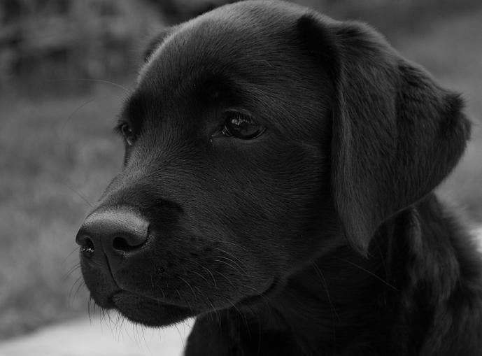 Cómo ayudar a tu perro demasiado sumiso