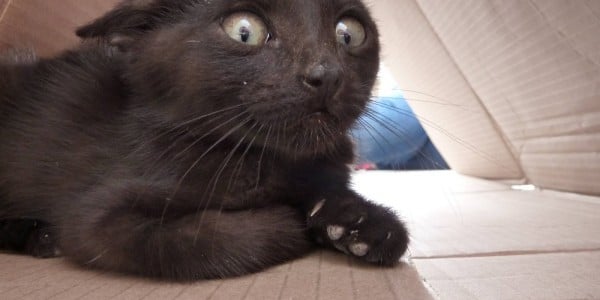 Scaredy Cat: Cómo manejar a un gato asustado