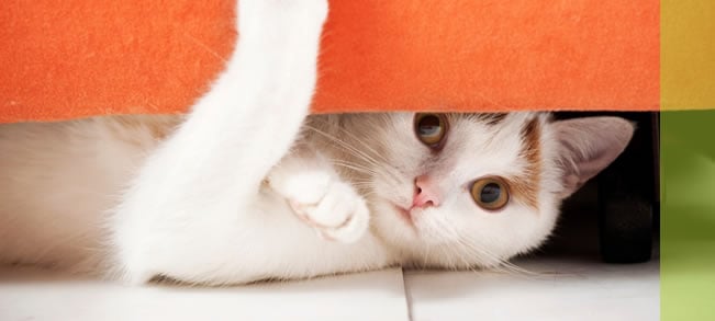 6 Cosas Que Puedes Hacer Si Tu Gato Desaparece