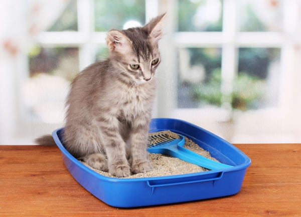 Litter Box Problems and How to Solve Them