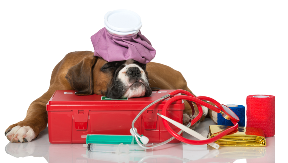 Make a First Aid Kit for Your Pooch with These 10 Great Items