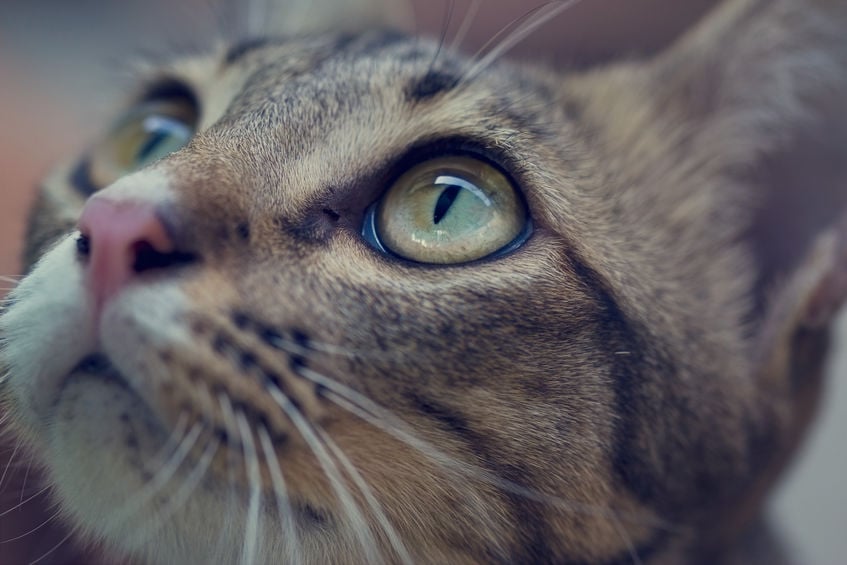 Why do cats have a third eyelid and what does it mean if it’s showing?