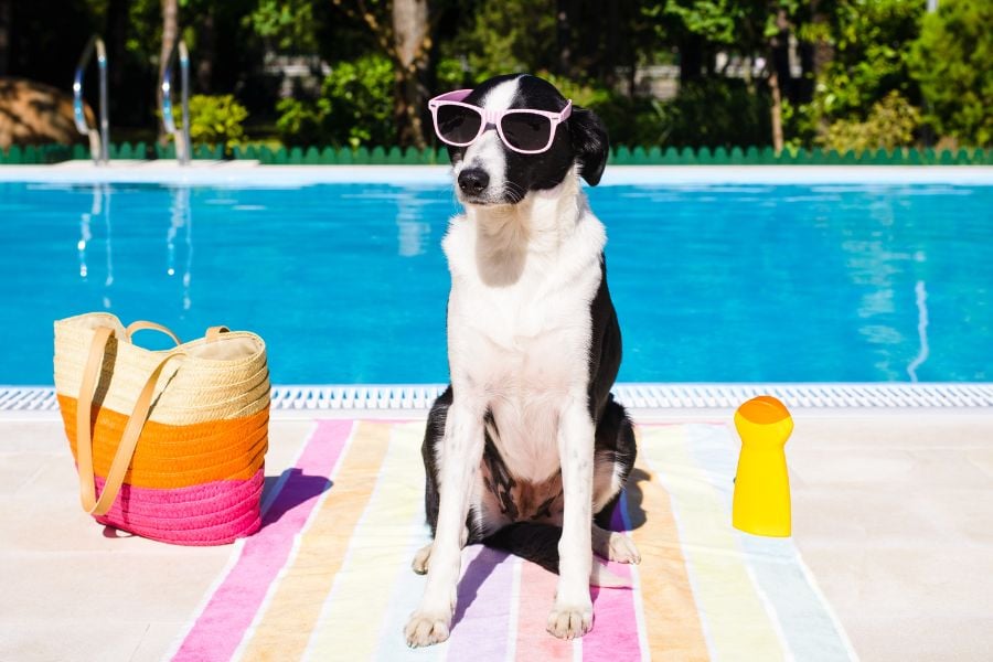 Keeping Cool and Bug-Free: Essential Summer Safety Tips for Your Dog