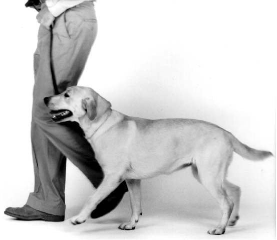Enséñale a Tu Perro el Comando "Junto" de Forma Contextual