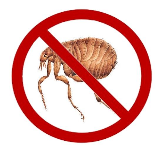 no flea sign