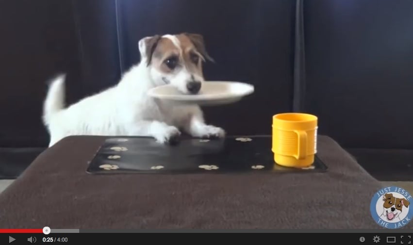 Mira a Jesse el Jack Russell hacer las tareas del hogar cotidianas