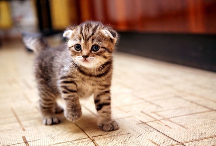 5 Essentials You Need to Consider Before Bringing Your New Cat Home