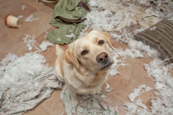 A Bored Dog is a Naughty Dog - It's Time to Be a Better Pet Owner