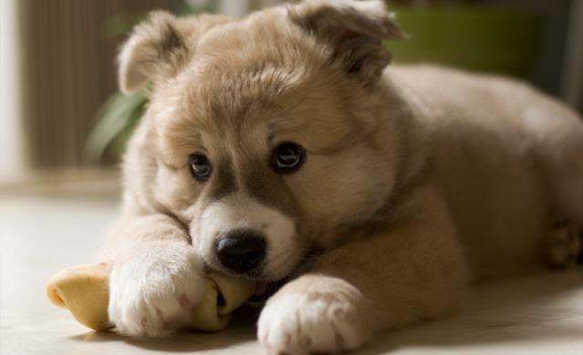 Cómo sobrevivir a la dentición de los cachorros