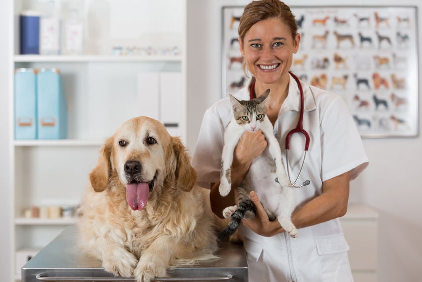 Should I get pet insurance for my dog?