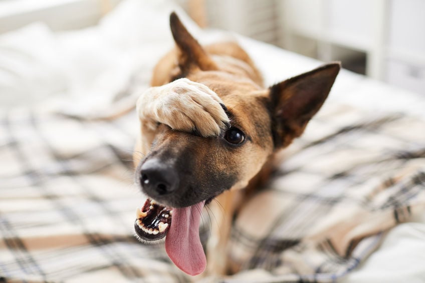 How to stop a dog from eating cat poop
