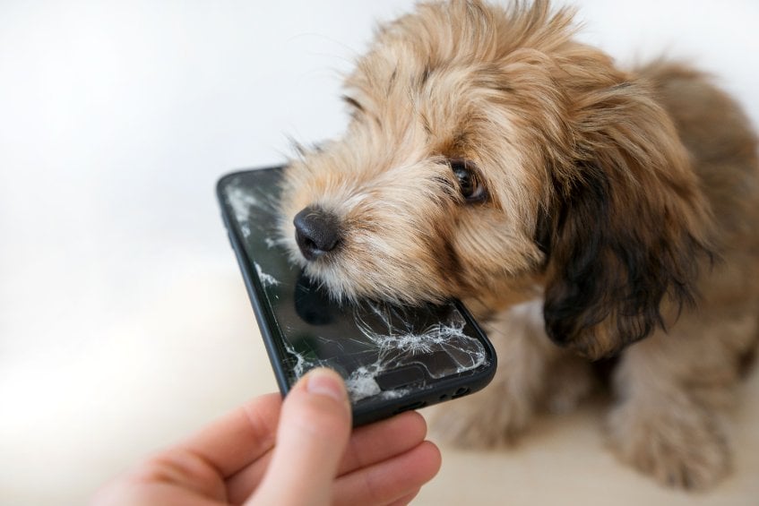 Five tips to stop puppies from biting