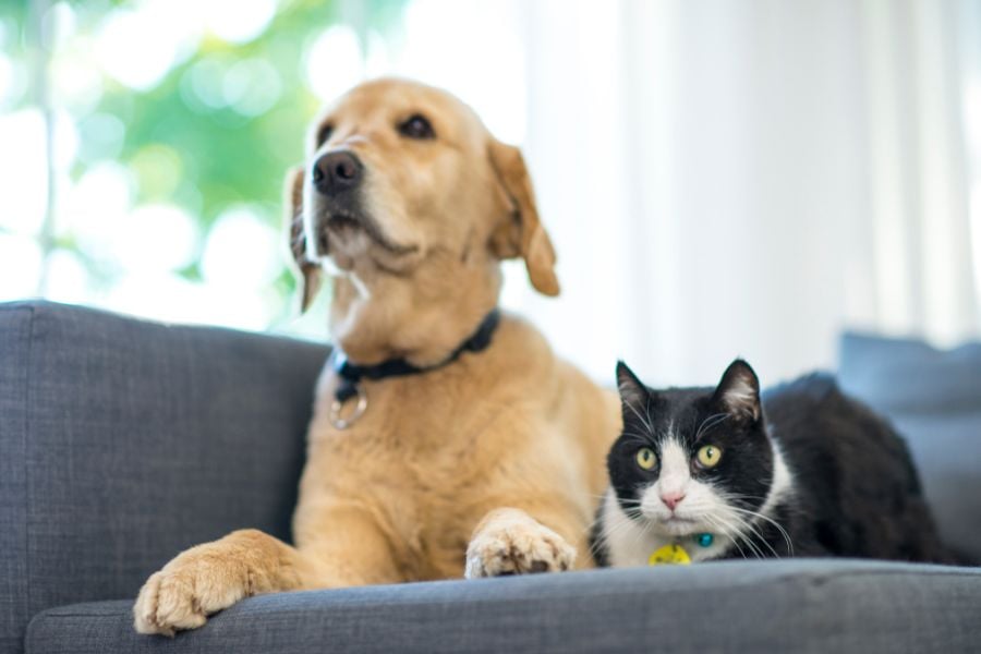 Choosing the Right Parasite Protection for Your Furry Friends
