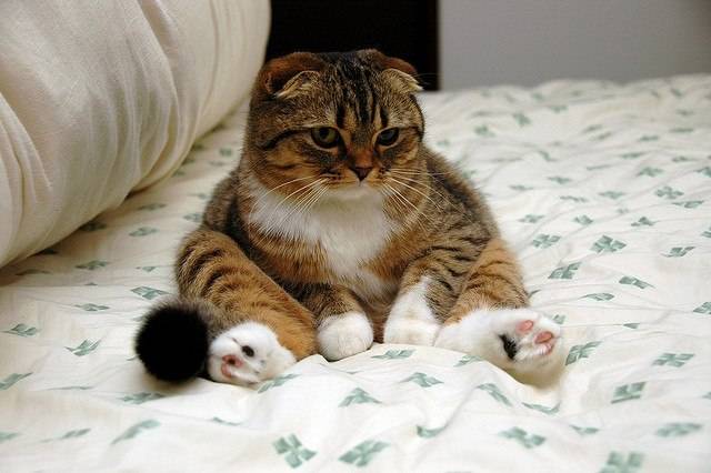¿Quieres saber por qué tu gato se arrastra por el suelo?