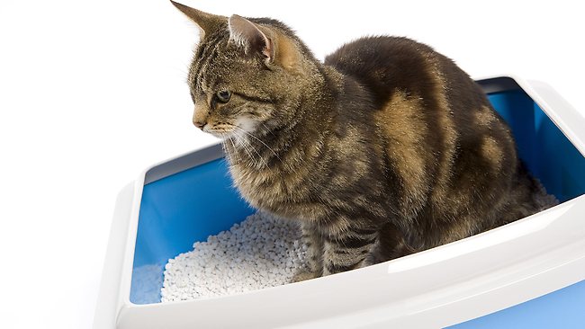 ¿Por Qué Mi Gato Come Arena para Gatos?