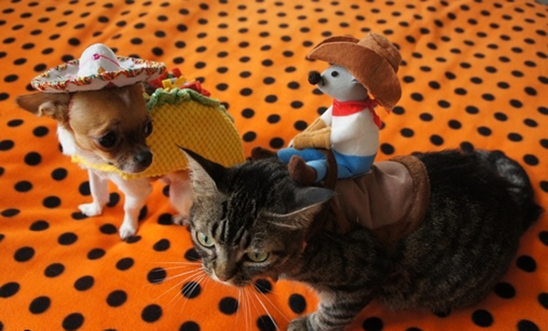 Cómo Organizar una Fiesta de Cinco de Mayo Según los Gatos y Perros