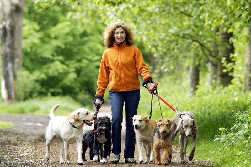 Strolling with the Pack: 6 Tips for Walking Two or More Dogs
