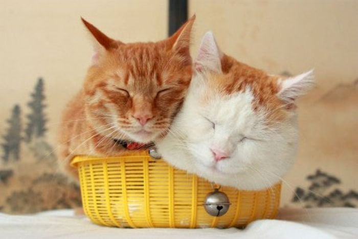 Cómo Presentar un Nuevo Gato en el Hogar: Algunos Consejos para el Éxito