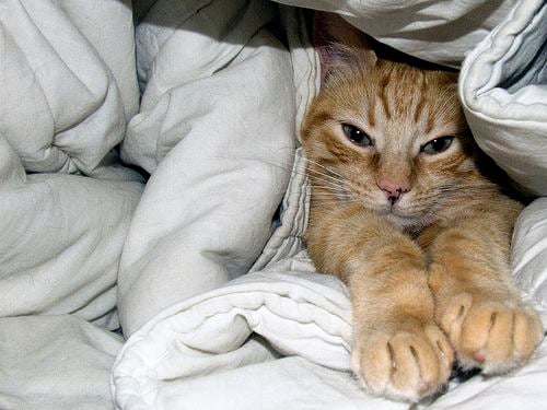Qué Hacer Cuando Tu Gato Te Despierta Demasiado Temprano