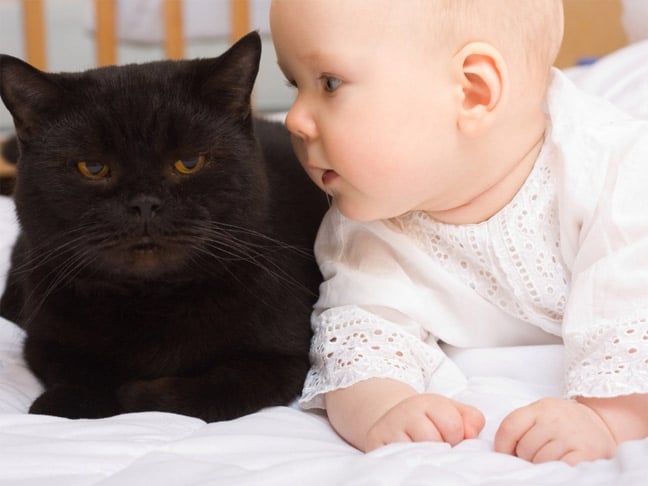 Gatos y bebés viviendo bajo el mismo techo