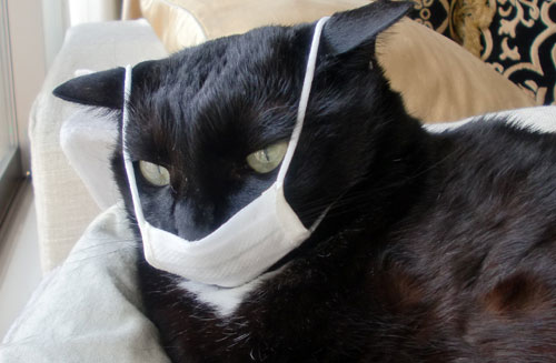 ¿Pueden los gatos contagiarse de la gripe por nosotros?