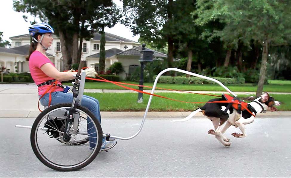 El Maravilloso Mundo del Carting con Perros