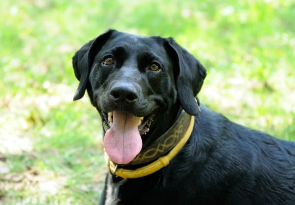Flea collars: Do they really work on dogs?