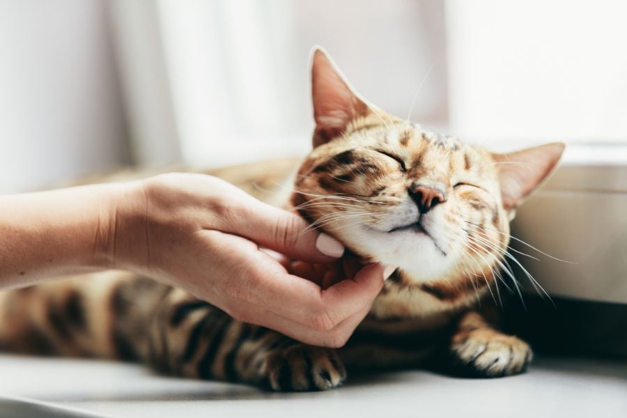 Preventing Parasites in Cats: Tips for a Healthy Feline