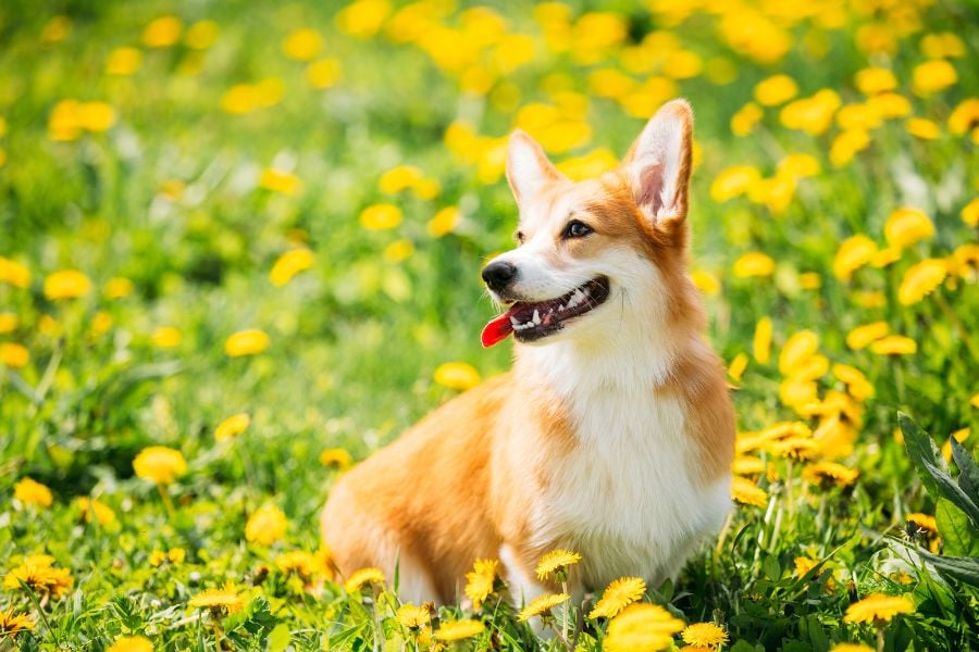 Get Your Pup Summer-Ready: What to Prepare for Your Dog When the Heat Rolls In