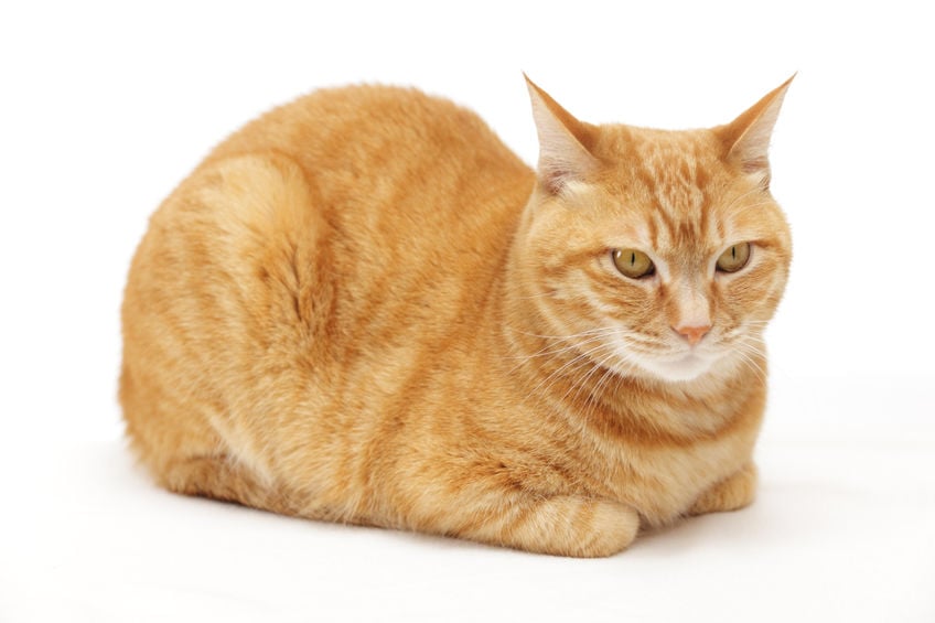 Here’s why your cat sits like a “cat loaf”