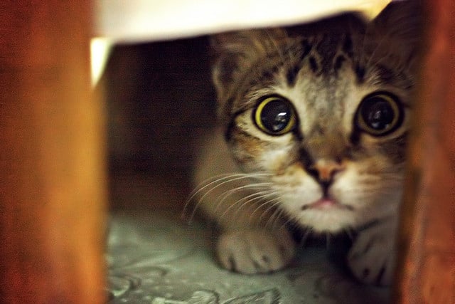 3 Formas Consideradas de Ayudar a un Gato Asustadizo