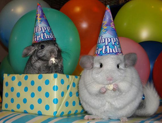 7 Consejos para Celebrar el Cumpleaños de tu Mascota