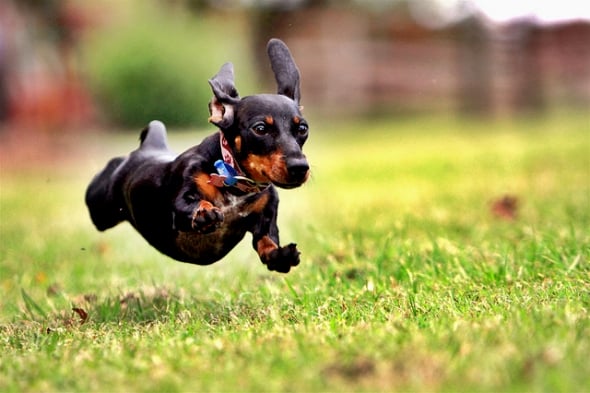 Perros Hiperactivos vs. Perros de Alta Energía