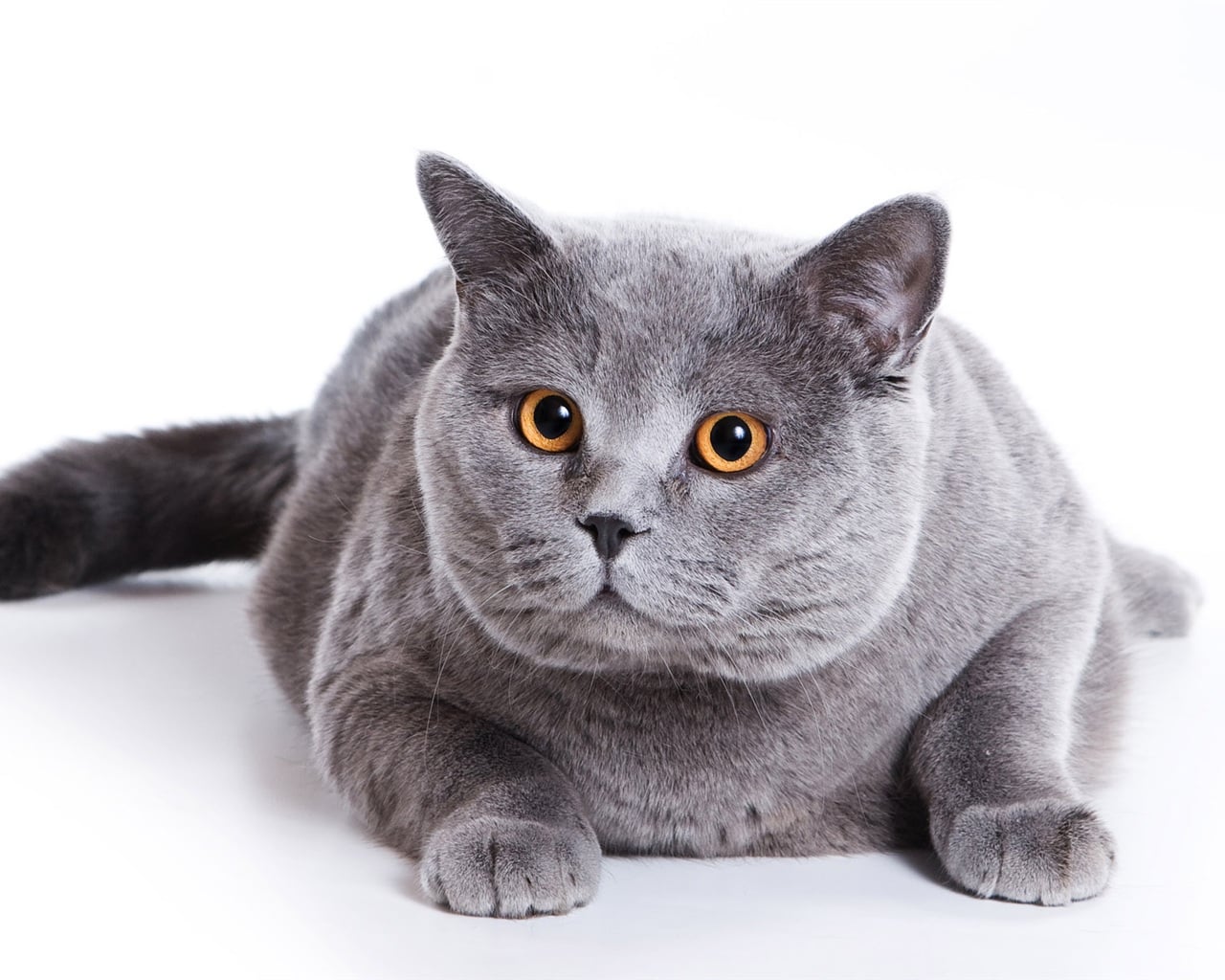 ¿Tu gato tiene el peso correcto?