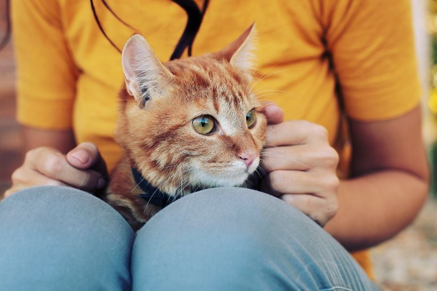 How to Train Your Cat to be the Snuggliest Snugglebug