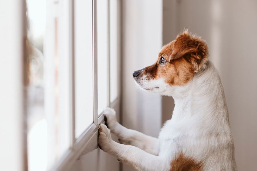 Decoding Canine Separation Anxiety - Training Strategies for a Calmer Companion