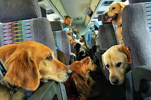 Aerolíneas: Cómo Transportar a Tu Mascota de Forma Segura