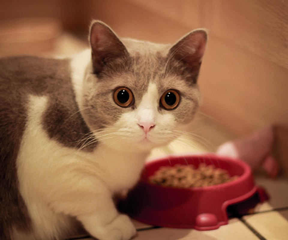 ¿Qué es la Taurina y Por Qué es Importante para Tu Gato?