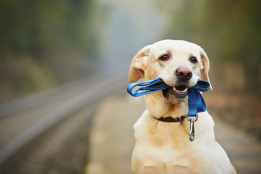 Why are dogs loyal to humans?