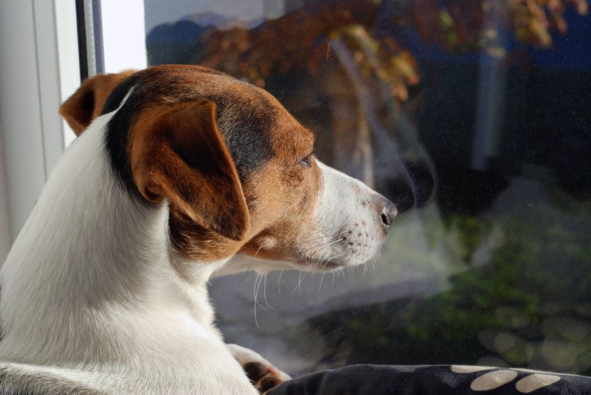 Are dogs really color blind?