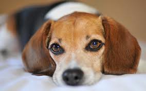 ¿Cuál es la puntuación de las heces de tu mascota?