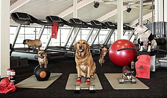Gatos Gordos y Cachorros Regordetes: ¿Cómo Prevenir la Obesidad en Mascotas?